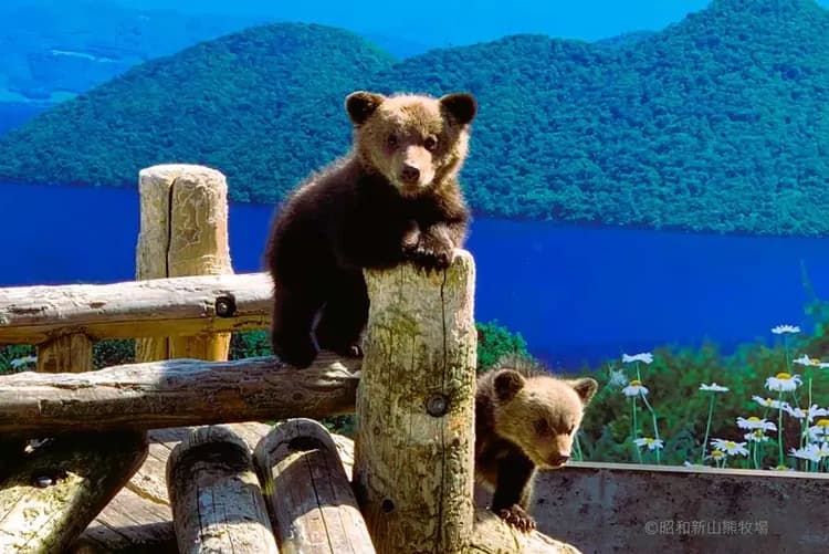 写真提供：昭和新山熊牧場/禁止轉載-熊牧場(贈送兩顆蘋果或餅乾，可供餵食)