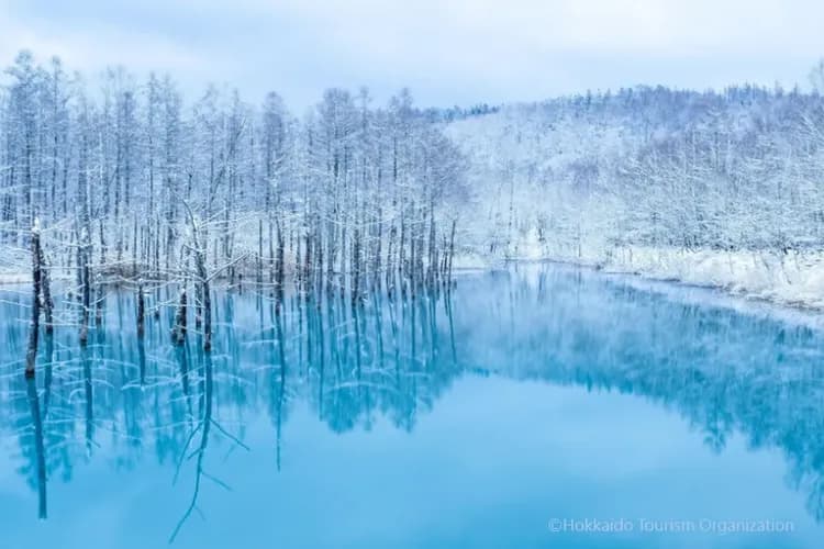 写真提供：Hokkaido Tourism Organization/禁止轉載-白金青池