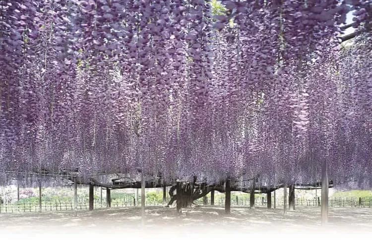 照片取自於官網-足利花卉公園(紫藤隧道)