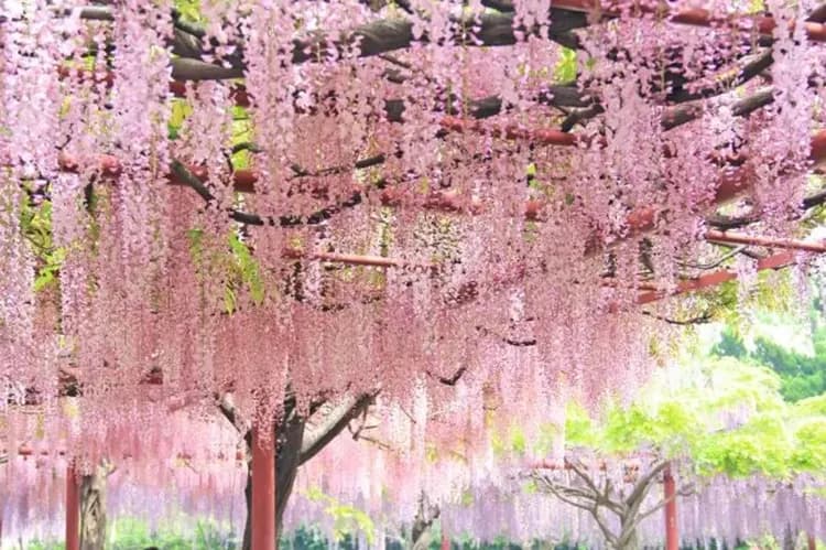 足利花卉公園(紫藤隧道)