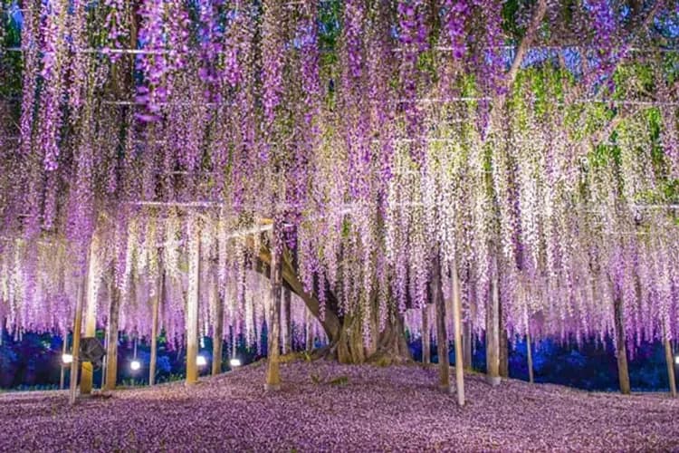 特別企劃：夜賞奇幻紫藤花園