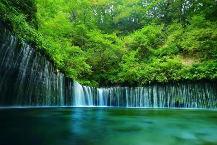 KHH東京春天花開時～富士芝櫻祭、足利紫藤花園、西湖合掌村、輕井澤森呼吸五日