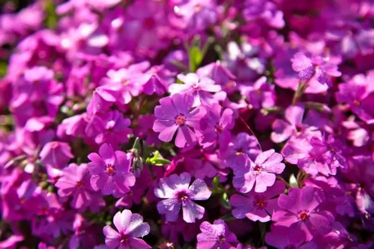 富士芝櫻公園(芝櫻地毯)