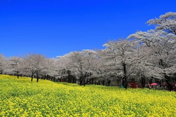 写真提供：前橋観光コンベンション協会-日本櫻花百選