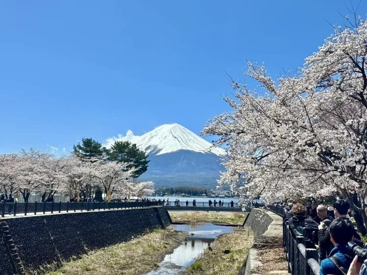 照片取自官方網站-河口湖櫻花祭