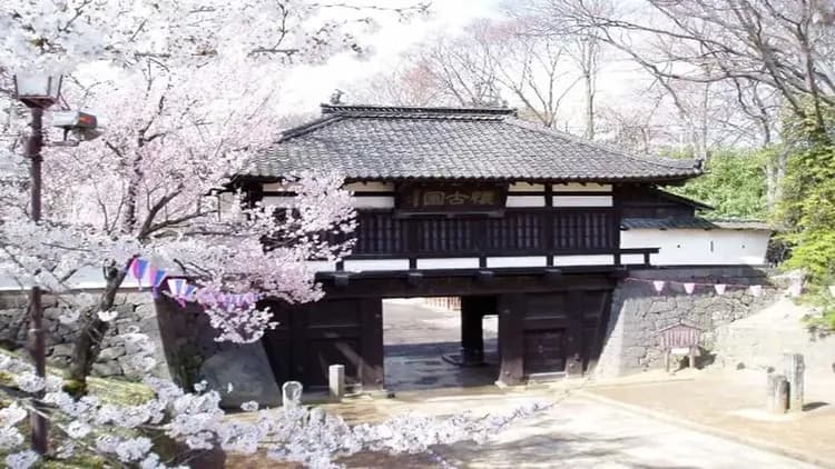 照片來源:官網-日本櫻花百選