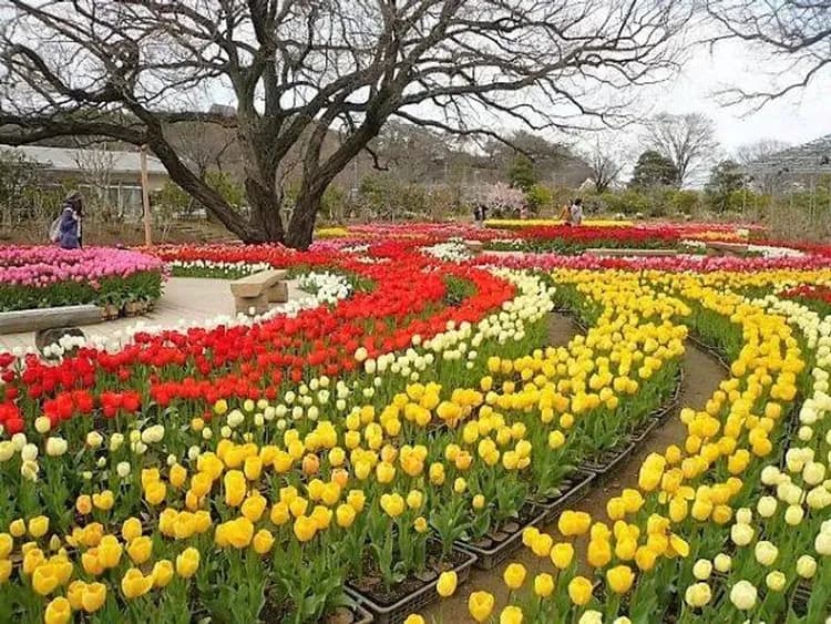 圖片取自於官網-足利花卉公園(鬱金香)