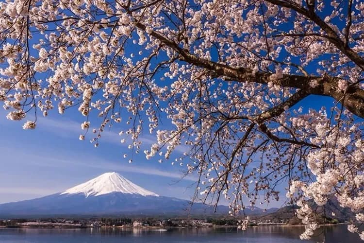 照片取自官方網站-河口湖櫻花祭