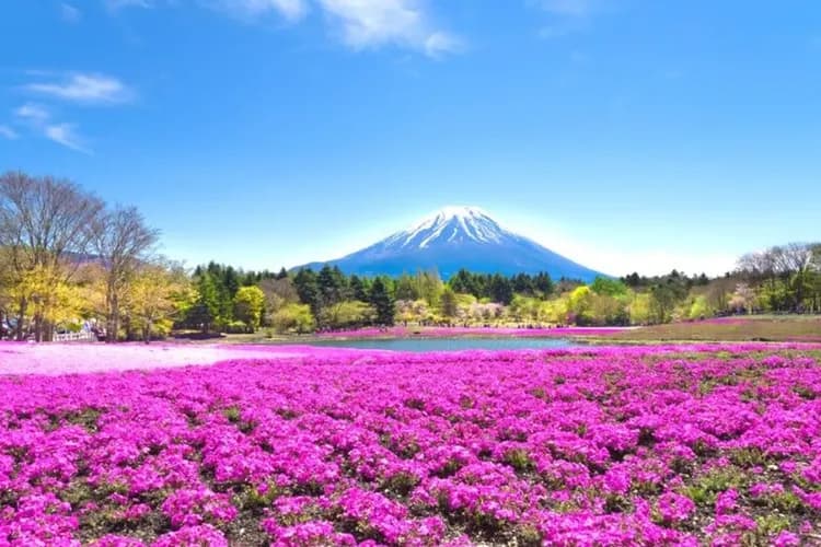 KHH東京森呼吸～富士芝櫻祭、川越小江戶、西湖合掌村、輕井澤漫漫遊五日