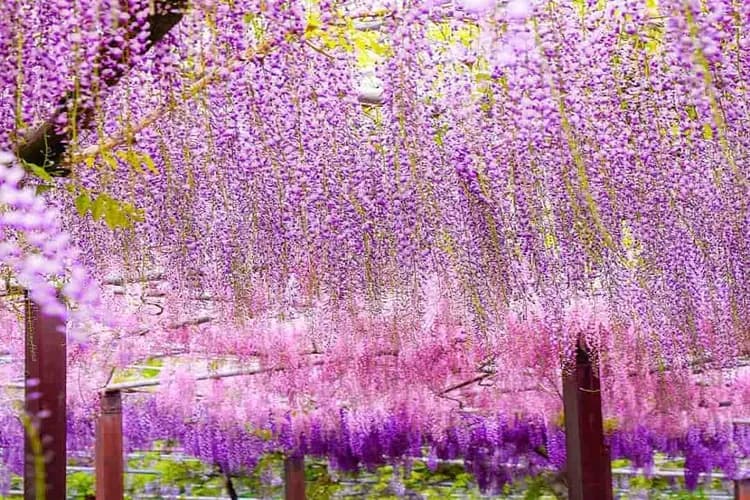 南紀紫藤戀曲～最美海岸秘境、夢幻紫藤花季、海女屋烤海鮮、伊勢志摩旅行五日