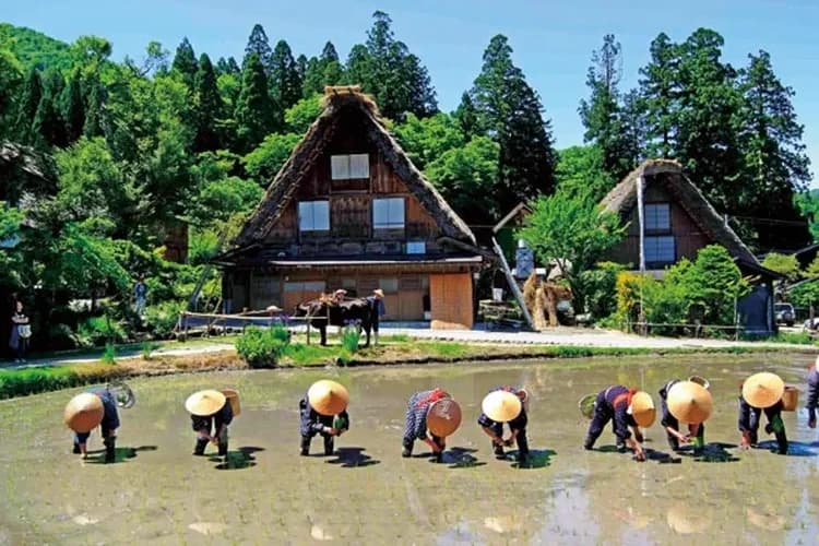 白川鄉合掌村(世界文化遺產)