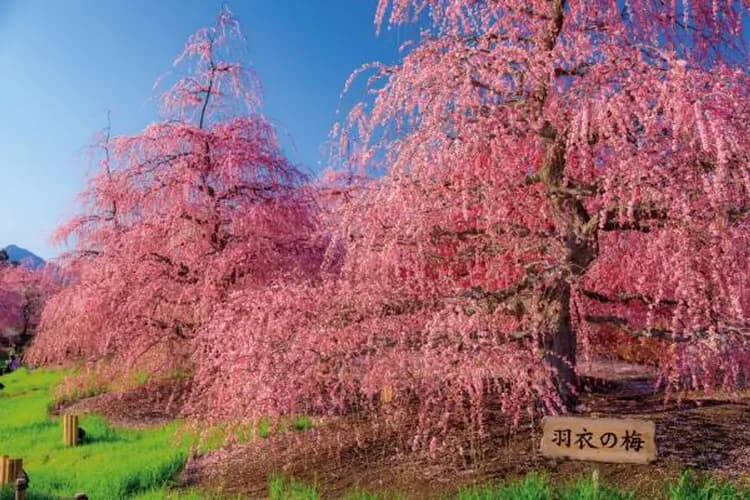 花現北陸～鈴鹿之森梅花祭、合掌村兼六園、金澤古都魅力、高山溫泉香五日