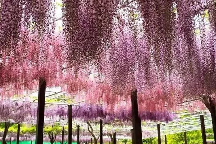花現雪壁傳奇～立山黑部、風早之里馬籠宿、合掌村兼六園、中部福朋喜來登六日
