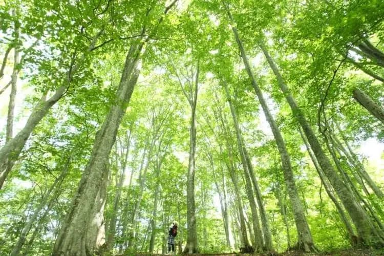 白神山地十二湖(世界遺產)