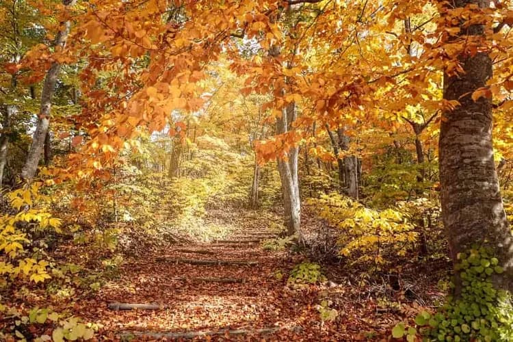 白神山地十二湖(世界遺產)
