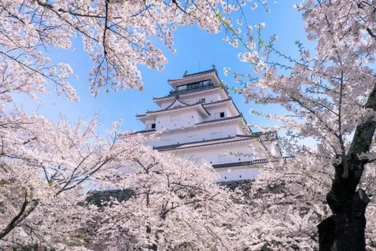 會津若松城(櫻花百選)