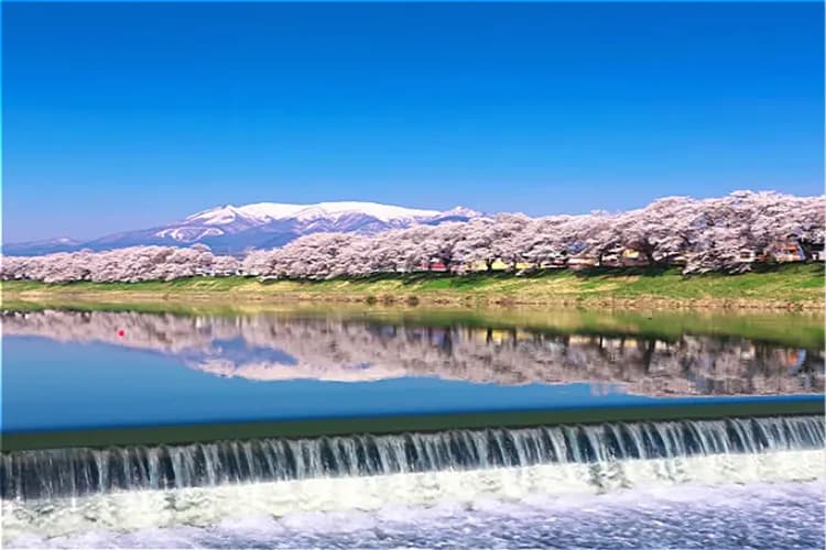 白石川堤-櫻花名勝