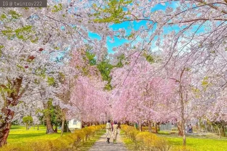 蘆野公園(IG@twinray222授權使用)-櫻花隧道列車(櫻花百選)