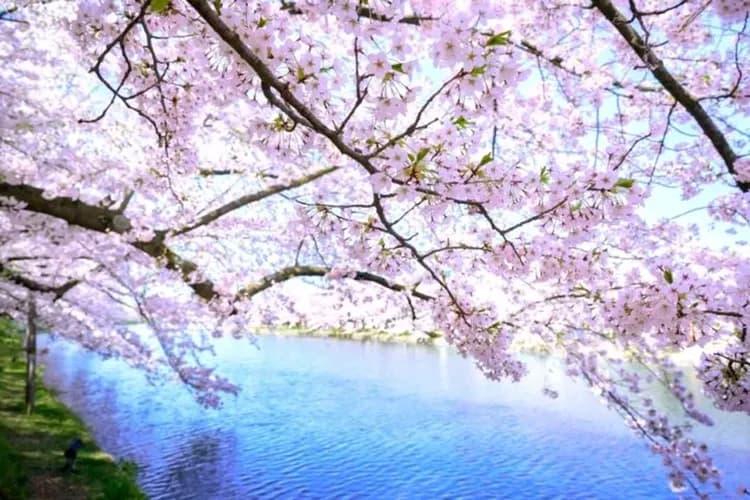 弘前城(櫻花百選)