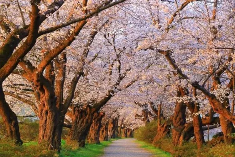 北上展勝地(櫻花百選)