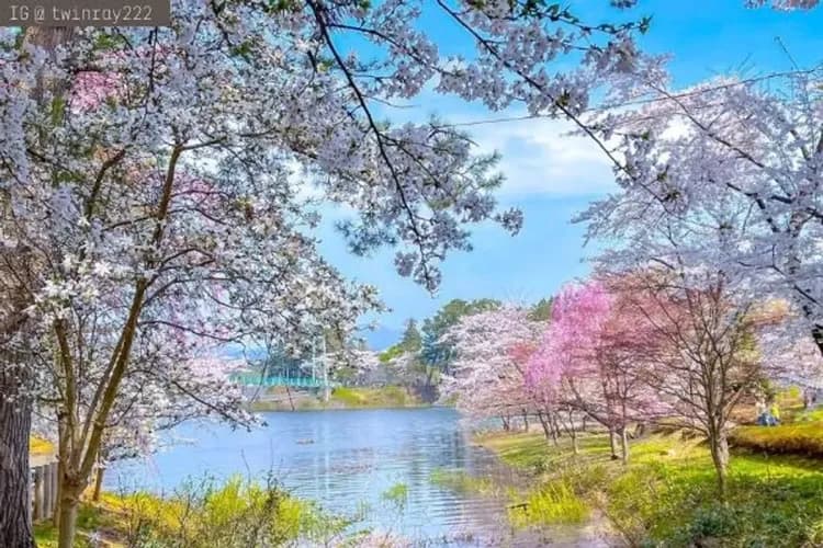 蘆野公園(IG@twinray222授權使用)-櫻花隧道列車(櫻花百選)