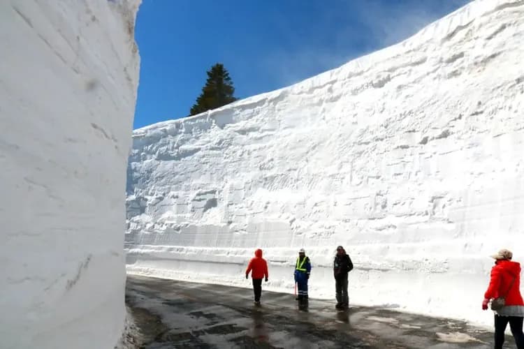 東北櫻花百選～藏王雪壁迴廊、櫻花隧道列車、弘前賞櫻名城、猊鼻溪遊覽船五日