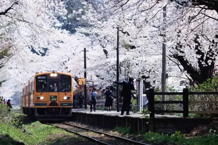櫻花隧道列車(櫻花百選)