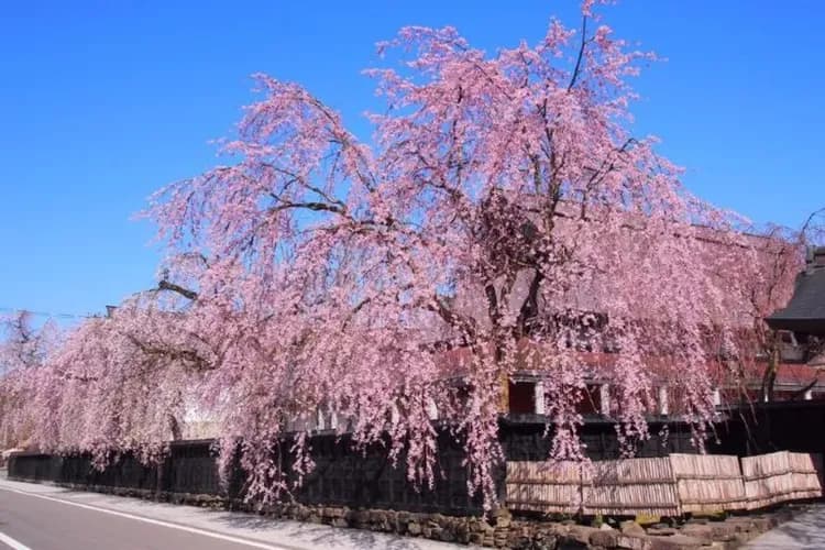 武家屋敷(櫻花百選)