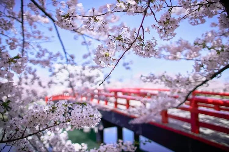 弘前城(觀光局提供)-東北櫻花物語