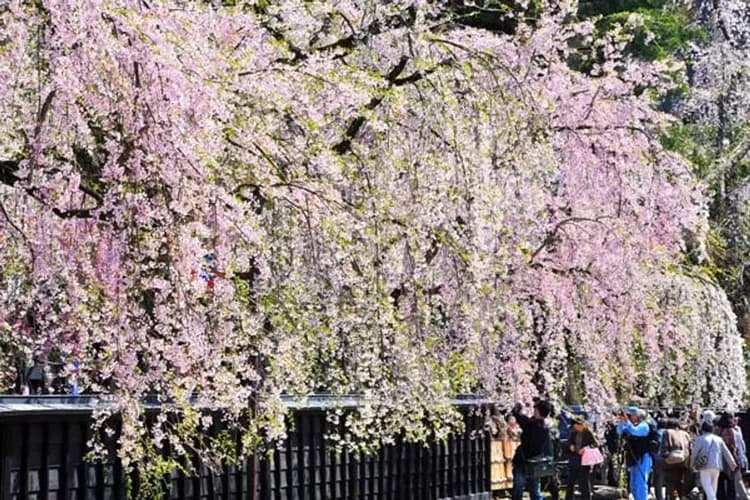 武家屋敷(櫻花百選)