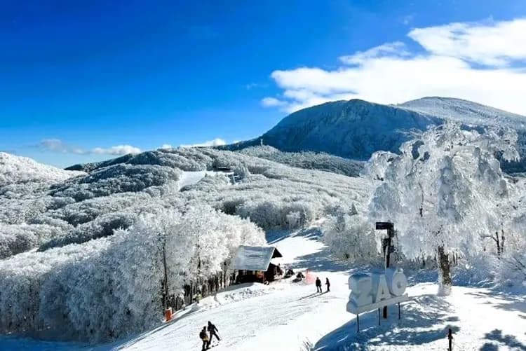 藏王中央纜車(冬季限定霧冰)