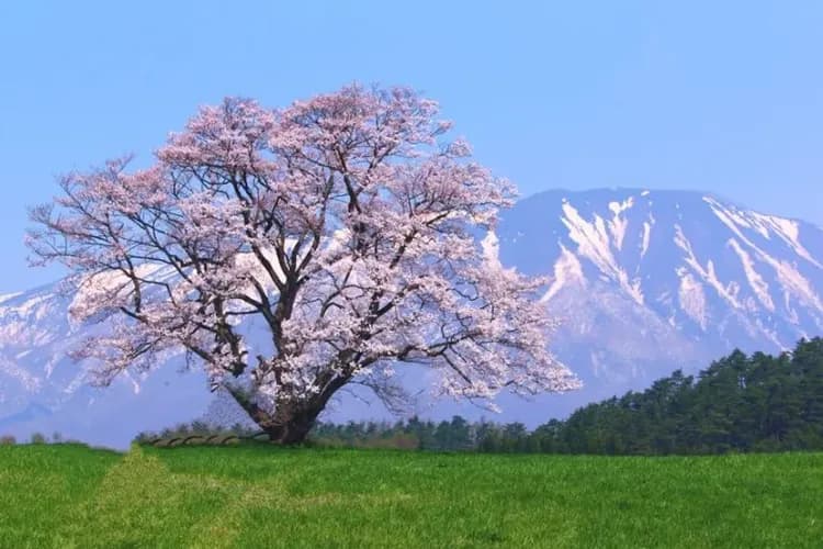 小岩井農場(送冰淇淋一支)
