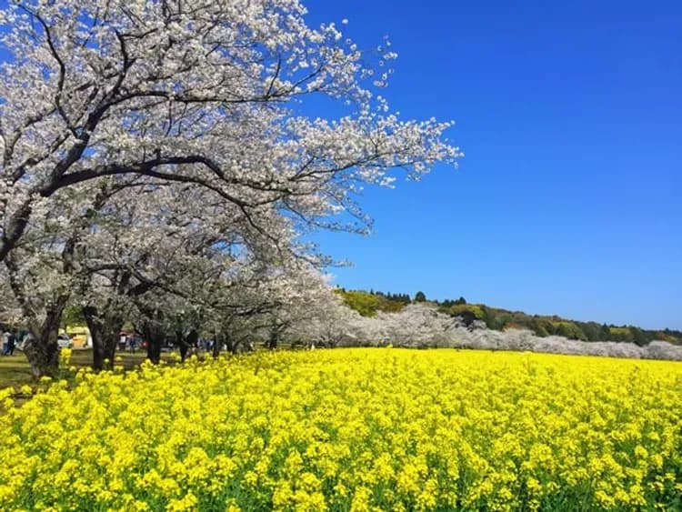 南九州櫻花百選