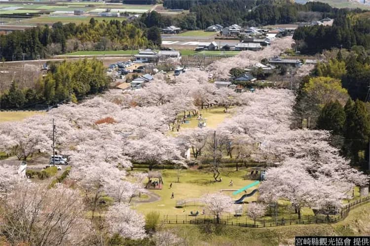 南九州櫻花百選