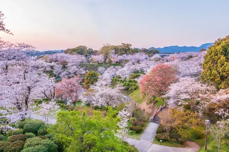 櫻花戀九州～日本百選櫻情、熊本熊雙電車、柳川扁舟搖船、阿蘇溫泉體驗五日