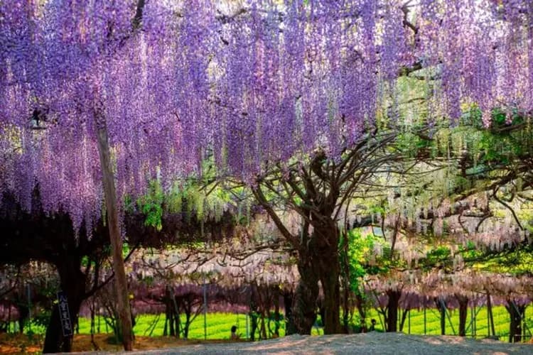 紫藤-九州紫藤花語