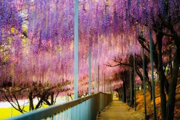 紫藤-九州紫藤花語