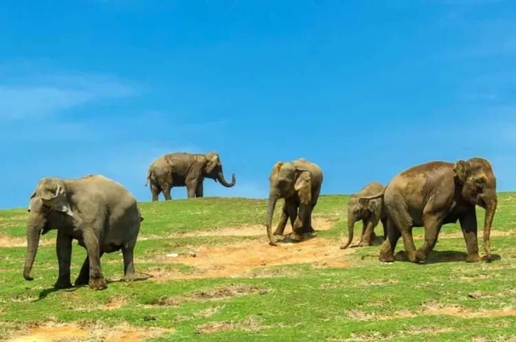 九州自然動物園(叢林巴士)