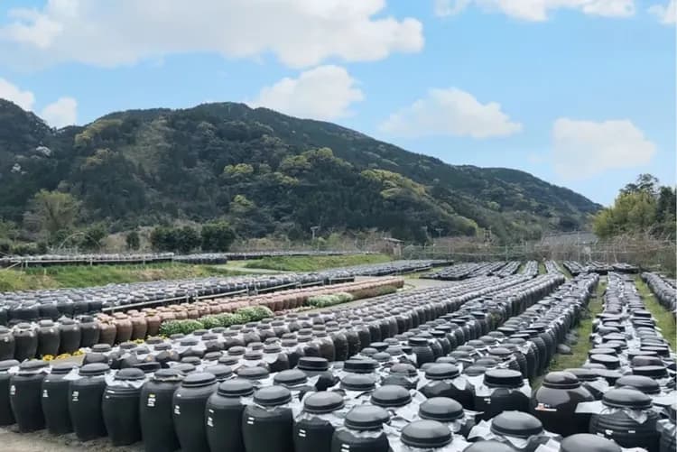 全覽九州～櫻島仙巖園、指宿砂浴體驗、熊本城太宰府、戀戀雙享溫泉五日-11