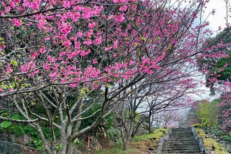 沖繩賞櫻第一線