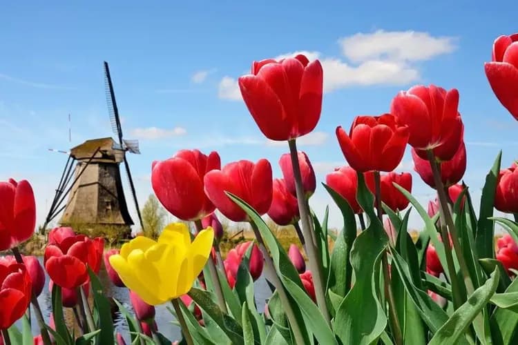 庫肯霍夫鬱金香花園：2026年3月19日至5月10日