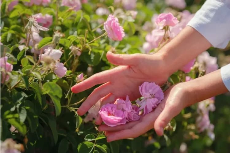 【保加利亞玫瑰節、限量加價商務艙、早鳥最高省6000】羅馬尼亞漫遊、里拉修道院、吸血鬼城堡、六晚五星飯店13日