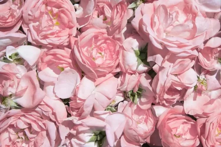 卡贊勒克-玫瑰谷-保加利亞玫瑰節