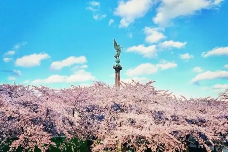 哥本哈根賞櫻趣