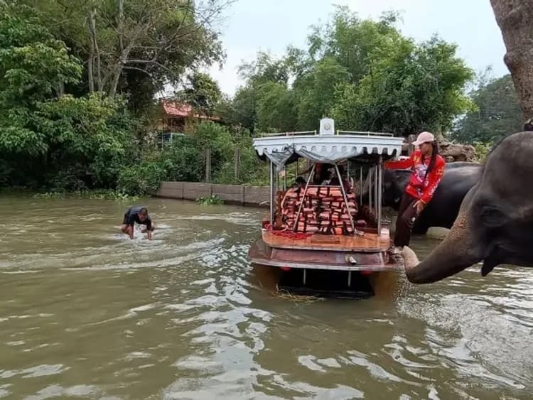 與大象有約(搭長尾船遊觀賞大象)