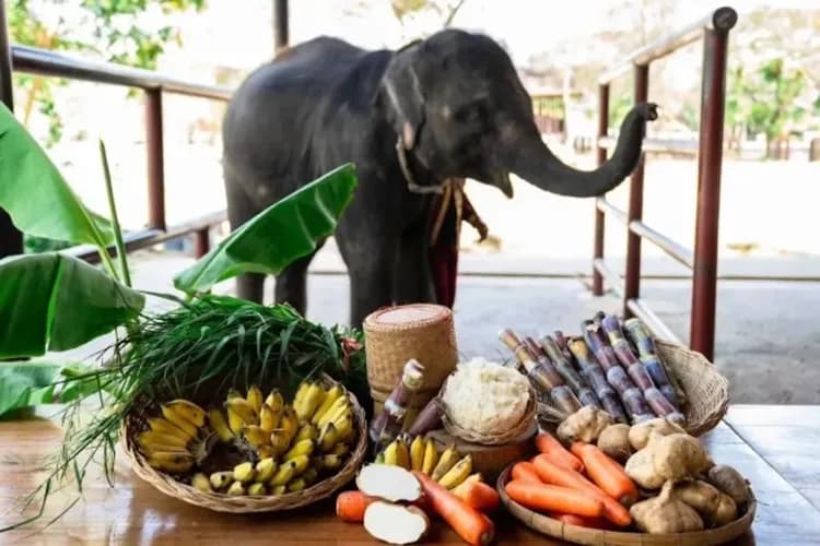KHH曼谷泰好玩～大城動物園、皇宮暹羅城、歐式水上市場、水中屋咖啡廳五日-8