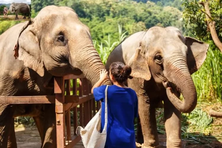 大象保育營(象伕體驗、洗大象、餵大象)