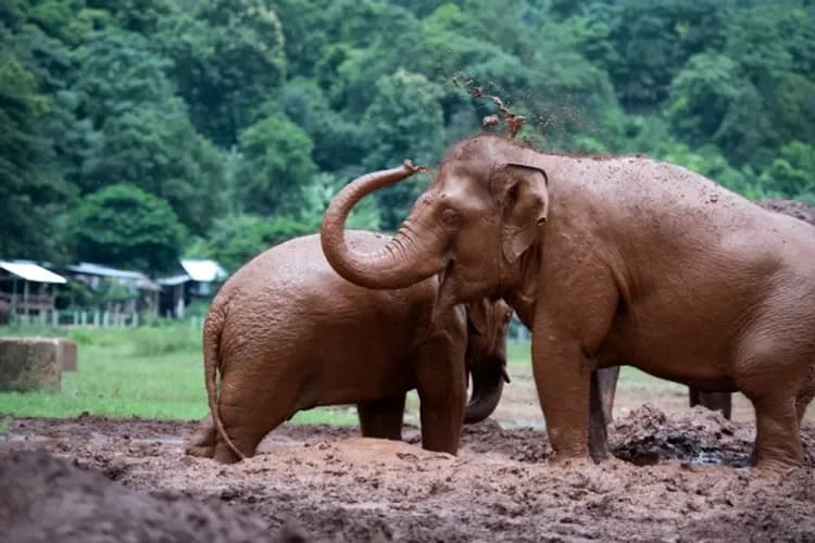 大象保育營(象伕體驗、洗大象、餵大象)