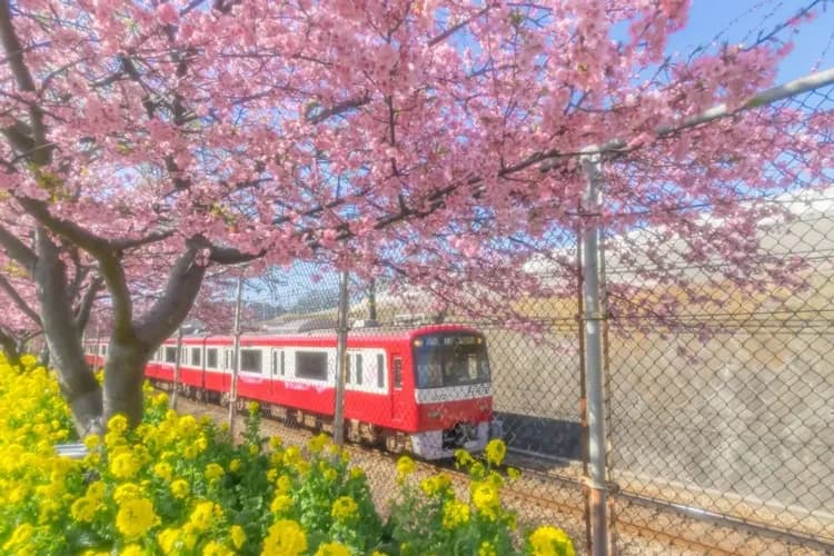 輕奢行│關東春櫻雙鐵道│伊豆河津櫻花祭．豪華列車SAPHIR踴子號．熱海MOA美術館．箱根登山電車｜星野溫泉6日