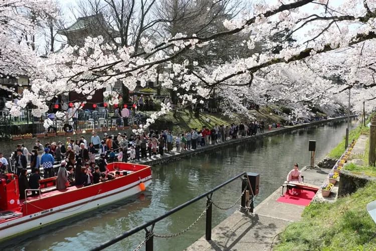 特選春櫻北陸｜台灣虎航｜夢幻童話合掌村.朝日町舟川～春日四重奏.足羽川河畔.新穗高纜車.松本城.雙溫泉六日｜高雄來回